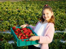 Strawberry Fields - Kawana Tourism 0