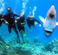 Jew Shoal Dive Site - Kawana Tourism