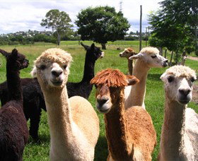 Banyandah Alpacas - Kawana Tourism 0