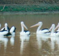 Pelican Point - Kawana Tourism