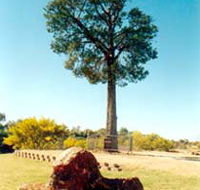 Robbers Tree - Kawana Tourism