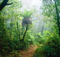Lamington National Park Green Mountains Section - Kawana Tourism