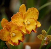 Queens Park - Orchid House - Kawana Tourism