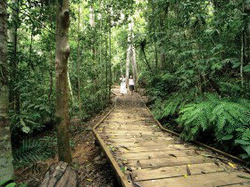 Lake Barrine Circuit Track, Crater Lakes National Park - Kawana Tourism 0