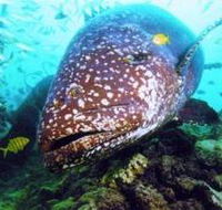 Lady Musgrave Island Dive Sites - Kawana Tourism