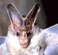 Mount Etna Caves National Park - Kawana Tourism