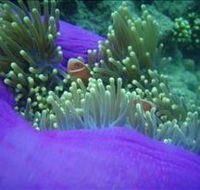 The Lady Bowen Dive Site - Kawana Tourism