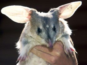 Charleville - Bilby Experience - Kawana Tourism 0