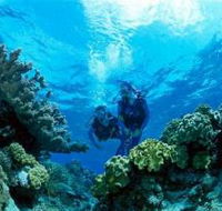 Coral Gardens Dive Site - Kawana Tourism