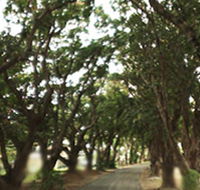 Mango Avenue - Kawana Tourism