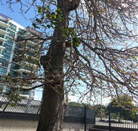 The Leichhardt Tree - Kawana Tourism