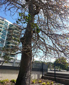 The Leichhardt Tree - Kawana Tourism 0