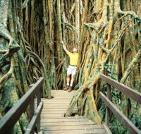 Curtain Fig Tree - Kawana Tourism