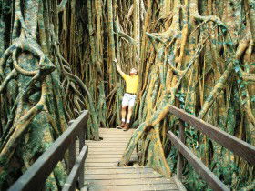 Curtain Fig Tree - Kawana Tourism 0