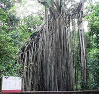 Curtain Fig National Park - Kawana Tourism