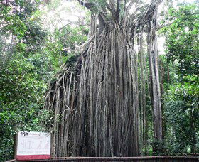 Curtain Fig National Park - Kawana Tourism 0
