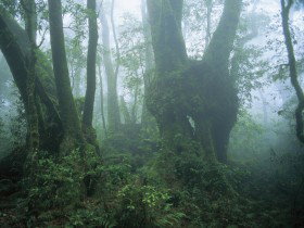 West Canungra Creek Circuit - Kawana Tourism 0