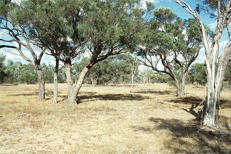 Forest Den National Park - Kawana Tourism 0