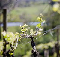 Elan Vineyard and Winery - Kawana Tourism