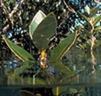 Jawbone Marine Sanctuary