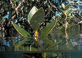 Jawbone Marine Sanctuary - Kawana Tourism 0