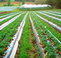 Kookaberry Strawberry Farm - Kawana Tourism