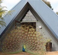 Halls Gap Zoo - Kawana Tourism