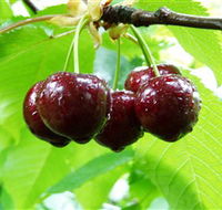 Red Hill Cherry Farm - Kawana Tourism