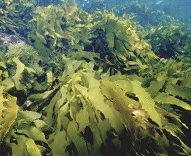 Barwon Bluff Marine Sanctuary - Kawana Tourism 0