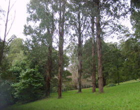 Mount Dandenong Arboretum - Kawana Tourism 0