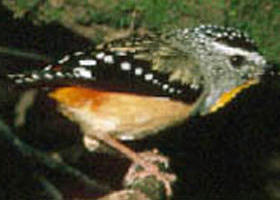 Benalla VIC Kawana Tourism
