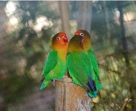 Ballarat Bird World - Kawana Tourism 0