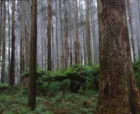 Kinglake VIC Kawana Tourism
