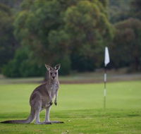 Anglesea Golf Club - Kawana Tourism