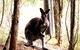 Great Ocean Road Wildlife Park - thumb 0