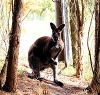 Great Ocean Road Wildlife Park - Kawana Tourism