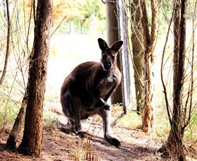 Great Ocean Road Wildlife Park - Kawana Tourism 0
