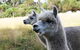Great Ocean Road Wildlife Park - thumb 1