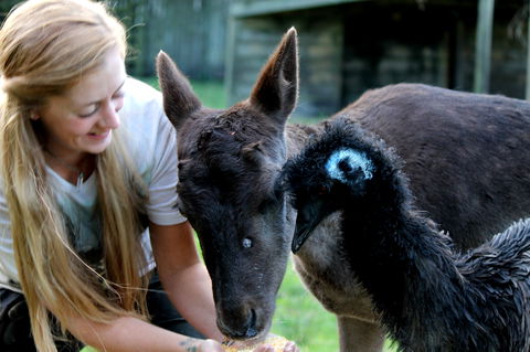 Great Ocean Road Wildlife Park - Kawana Tourism 2