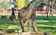 Great Ocean Road Wildlife Park - thumb 4