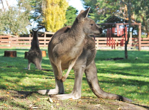 Great Ocean Road Wildlife Park - Kawana Tourism 4