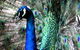 Great Ocean Road Wildlife Park - thumb 5