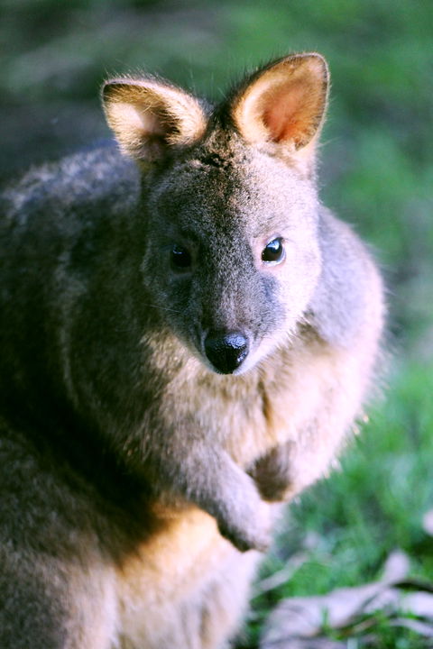 Great Ocean Road Wildlife Park - Kawana Tourism 6