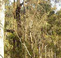 Warby-Ovens National Park - Kawana Tourism