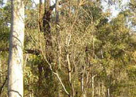 Warby-Ovens National Park - Kawana Tourism 0