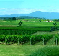 Acacia Ridge Vineyard - Kawana Tourism