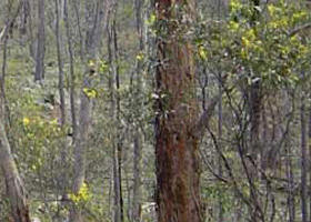 Heathcote-Graytown National Park - Kawana Tourism 0