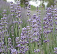 Warratina Lavender Farm - Kawana Tourism