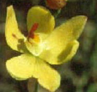 Langwarrin Flora and Fauna Reserve - Kawana Tourism