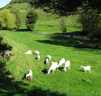 Goats of Gaia Soap - Kawana Tourism